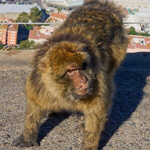 gibraltar 2025 _2.jpg