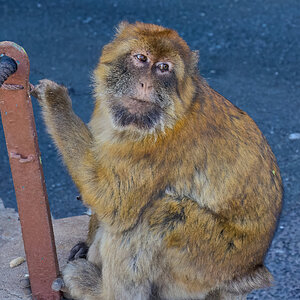 gibraltar 2025 _5.jpg