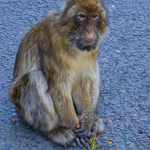 gibraltar 2025 _21.jpg