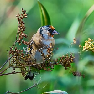 goldfinch 2025_17.jpg