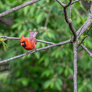 Northern Cardinal.jpg