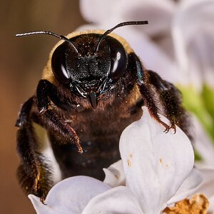 Eastern Carpenter Bee - Tyler Arboretum - 101042025 - 06 - DN.jpg
