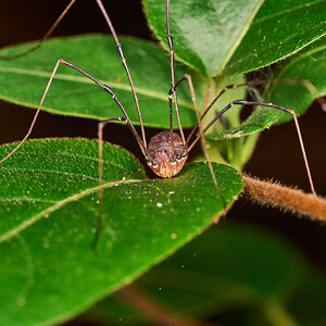 Eastern Harvestman - Tyler Arboretum - 101042025 - 01 - DN.jpg