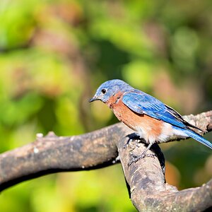 Bluebird SM.jpg
