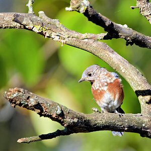 Bluebird2 SM.jpg