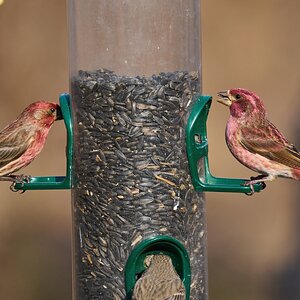Purple and House Finch American Red Squirrel - Ashland - 02122022 - 01-DN.jpg