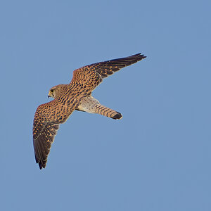 kestrel 2025_356.jpg