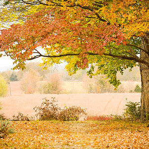 Battle for the Bridge Preserve