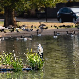 crane and geese-5.jpg