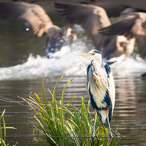 crane and geese-12.jpg