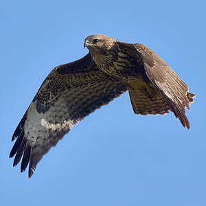 buzzard 2025 29.jpg