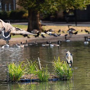 crane and geese-6.jpg