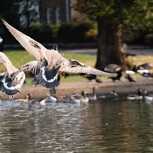 crane and geese-9.jpg