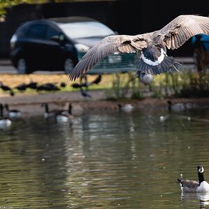 crane and geese-10.jpg