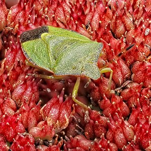 25A03412-64shieldbug.jpg