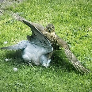 25A03465sparrowhawk.jpg