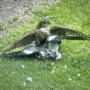 25A03470sparrowhawk.jpg