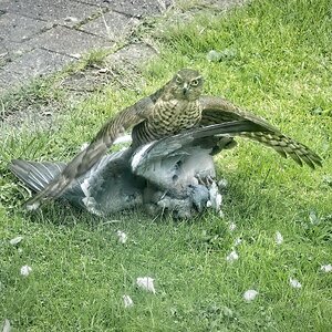 25A03472sparrowhawk.jpg