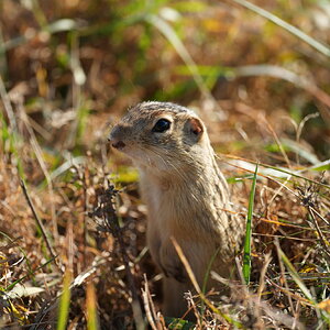 rodent.JPG