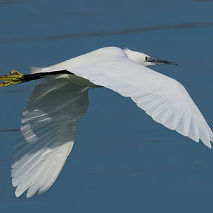 egret 2025 _4.jpg