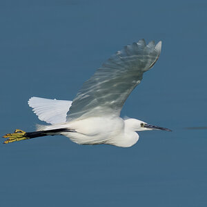 egret 2025 23.jpg