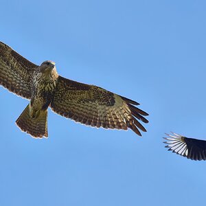 buzzard 2025 32.jpg