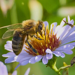 bee 2025 .jpg
