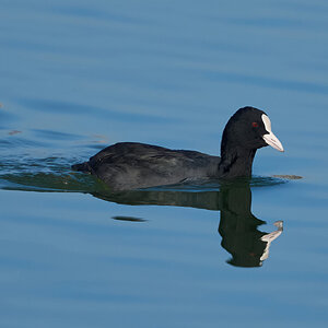 coot 2025 .jpg