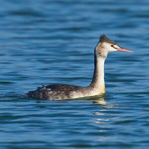 great creted grebe 2025-9.jpg