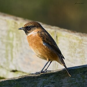 stonechat 2025 32.jpg