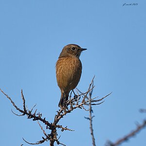 stonechat 2025 34.jpg