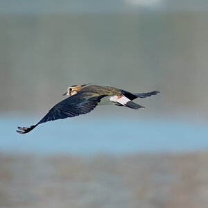 lapwing 2025_14.jpg