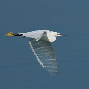 egret 2025 20.jpg