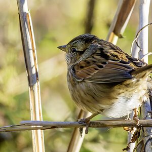 Swamp Sparrow01.jpg