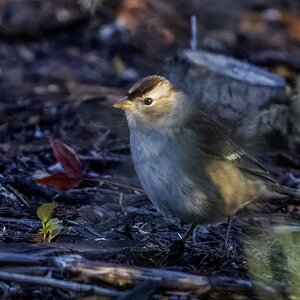 white-crowned sparrow01.jpg