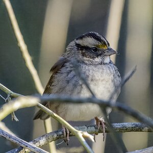 white-throated sparrow02.jpg