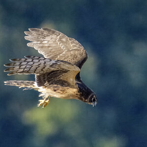 Northern Harrier 03.jpg
