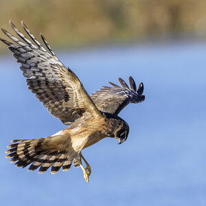 Northern Harrier 05.jpg