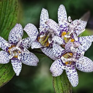 25A03574-618tricyrtis miyazaki.jpg