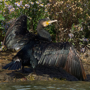 cormorant 2025_6.jpg