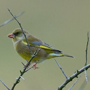 greenfinch 2025 .jpg