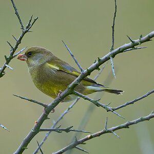 greenfinch 2025 _3.jpg