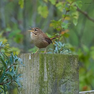 wren 2025 _7.jpg