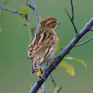 reed bunting 2025-44.jpg