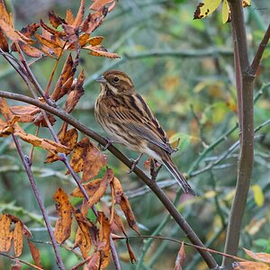 reed bunting 2025-45.jpg