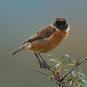 stonechat 2025 46.jpg