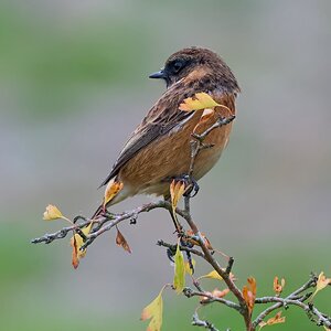 stonechat 2025 51.jpg