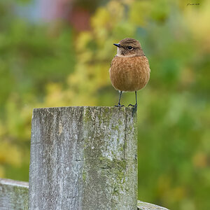 stonechat 2025 45.jpg