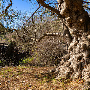 Gnarly Tree and Bridge.jpg