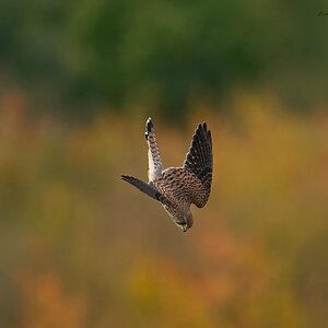 kestrel 2025 391.jpg